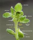  Perianths of Female flowers